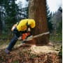 Stihl ms 440 шина 50см